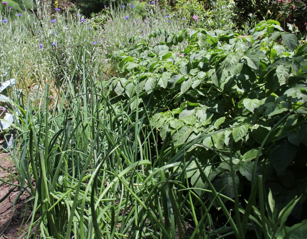 Plants Grow with May Light 