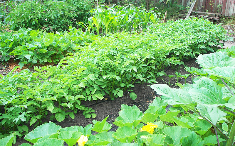 edible garden design