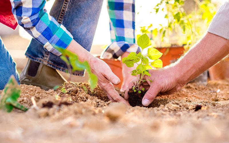 gardening coaching