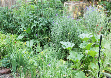 Flowers among veggies