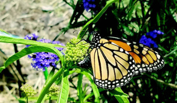 attracting butterflies in garden