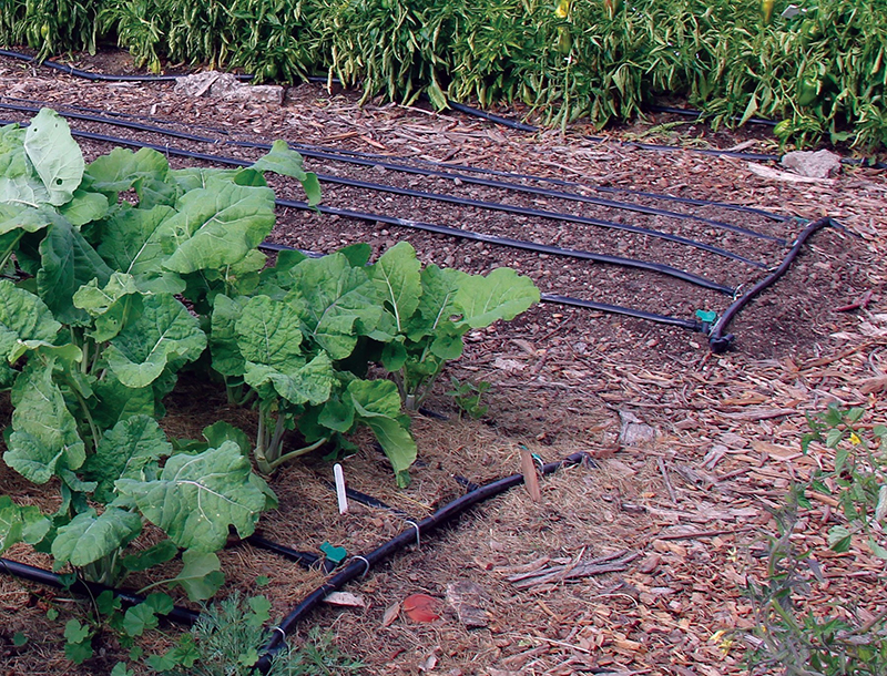 Drip irrigation