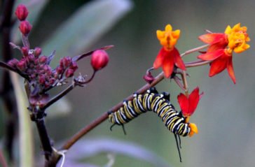 Monarch caterpillar